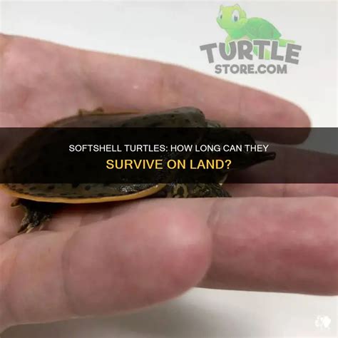 how long can softshell turtles be out of water